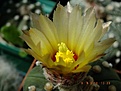 Нажмите на изображение для увеличения.

Название:	Astrophytum hybrid..jpg
Просмотров:	154
Размер:	189.8 Кб
ID:	374984