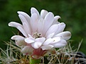 Нажмите на изображение для увеличения.

Название:	gymnocalycium anisitsii.jpg
Просмотров:	175
Размер:	170.6 Кб
ID:	374985