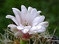 Нажмите на изображение для увеличения.

Название:	gymnocalycium anisitsii.jpg
Просмотров:	159
Размер:	170.6 Кб
ID:	374985