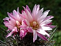 Нажмите на изображение для увеличения.

Название:	neochilenia taltalensis.jpg
Просмотров:	172
Размер:	215.7 Кб
ID:	374986