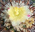 Нажмите на изображение для увеличения.

Название:	Copiapoa__calderana_spinosior KP768.jpg
Просмотров:	392
Размер:	499.3 Кб
ID:	375002