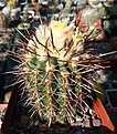 Нажмите на изображение для увеличения.

Название:	Copiapoa_calderana__spinosior KP768.jpg
Просмотров:	393
Размер:	470.5 Кб
ID:	375003