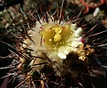 Нажмите на изображение для увеличения.

Название:	Copiapoa_calderana_spinosior KP768.jpg
Просмотров:	382
Размер:	446.0 Кб
ID:	375004