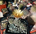 Нажмите на изображение для увеличения.

Название:	Pyrrhocactus_vertongenii_JN42.jpg
Просмотров:	415
Размер:	475.1 Кб
ID:	375011