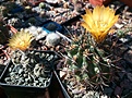 Нажмите на изображение для увеличения.

Название:	Pyrrhocactus_vertongenii_strausianus.jpg
Просмотров:	413
Размер:	493.7 Кб
ID:	375012