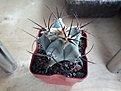 Нажмите на изображение для увеличения.

Название:	Echinocactus ingens.jpg
Просмотров:	2513
Размер:	278.5 Кб
ID:	375014