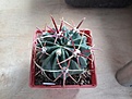 Нажмите на изображение для увеличения.

Название:	Ferocactus latispinus.jpg
Просмотров:	2346
Размер:	287.5 Кб
ID:	375016