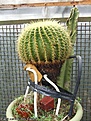 Нажмите на изображение для увеличения.

Название:	Echinocactus grusonii_Pereskiopsis.jpg
Просмотров:	167
Размер:	112.7 Кб
ID:	375071