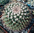 Нажмите на изображение для увеличения.

Название:	Mamillaria_compressa.jpg
Просмотров:	208
Размер:	336.8 Кб
ID:	375078