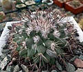 Нажмите на изображение для увеличения.

Название:	Mammillaria_melanocentra.jpg
Просмотров:	223
Размер:	347.3 Кб
ID:	375079