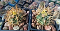 Нажмите на изображение для увеличения.

Название:	Ferocactus_chrysacanthus.jpg
Просмотров:	200
Размер:	343.4 Кб
ID:	375084
