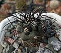 Нажмите на изображение для увеличения.

Название:	Copiapoa_griseoviolacea_GM1577.jpg
Просмотров:	203
Размер:	289.3 Кб
ID:	375088