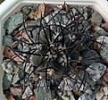 Нажмите на изображение для увеличения.

Название:	Copiapoa_griseoviolacea_GM1577(2).jpg
Просмотров:	201
Размер:	319.4 Кб
ID:	375089