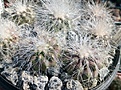 Нажмите на изображение для увеличения.

Название:	Copiapoa_krainzianaJN712.jpg
Просмотров:	201
Размер:	347.0 Кб
ID:	375090