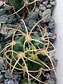Нажмите на изображение для увеличения.

Название:	Gymnocalycium_monvillei_steineri_VG491(2).jpg
Просмотров:	218
Размер:	297.9 Кб
ID:	375094