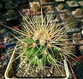 Нажмите на изображение для увеличения.

Название:	Echinocactus_grusonii.jpg
Просмотров:	182
Размер:	346.6 Кб
ID:	375095