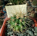 Нажмите на изображение для увеличения.

Название:	Echinocactus_grusonii(2).jpg
Просмотров:	168
Размер:	345.5 Кб
ID:	375096