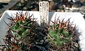 Нажмите на изображение для увеличения.

Название:	Pyrrhocactus_strausianus_JN27.jpg
Просмотров:	195
Размер:	324.3 Кб
ID:	375097