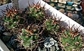 Нажмите на изображение для увеличения.

Название:	Pyrrhocactus_strausianus_JN27 (2).jpg
Просмотров:	208
Размер:	346.2 Кб
ID:	375098