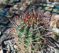 Нажмите на изображение для увеличения.

Название:	Pyrrhocactus_strausianus.jpg
Просмотров:	209
Размер:	335.7 Кб
ID:	375099