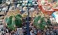 Нажмите на изображение для увеличения.

Название:	Tricocereus_pasacanaJN480.jpg
Просмотров:	201
Размер:	315.8 Кб
ID:	375100