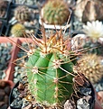 Нажмите на изображение для увеличения.

Название:	Tricocereus_pasacanaJN480(2).jpg
Просмотров:	196
Размер:	346.8 Кб
ID:	375101
