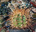 Нажмите на изображение для увеличения.

Название:	Tricocereus_pasacana.jpg
Просмотров:	202
Размер:	322.1 Кб
ID:	375102