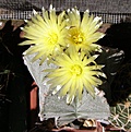 Нажмите на изображение для увеличения.

Название:	Astrophytum_myriostigma.jpg
Просмотров:	162
Размер:	152.8 Кб
ID:	375206