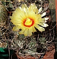 Нажмите на изображение для увеличения.

Название:	Astrophytum_senile.jpg
Просмотров:	169
Размер:	194.3 Кб
ID:	375207