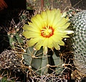 Нажмите на изображение для увеличения.

Название:	Astrophytum_senile_v_aureum.jpg
Просмотров:	169
Размер:	215.5 Кб
ID:	375208