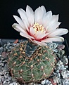 Нажмите на изображение для увеличения.

Название:	Gymnocalycium kieslingii.jpg
Просмотров:	459
Размер:	434.9 Кб
ID:	375218