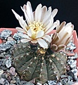 Нажмите на изображение для увеличения.

Название:	Gymnocalycium occultum.jpg
Просмотров:	467
Размер:	466.8 Кб
ID:	375219