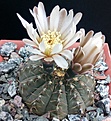 Нажмите на изображение для увеличения.

Название:	Gymnocalycium occultum.jpg
Просмотров:	446
Размер:	466.8 Кб
ID:	375219