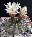 Нажмите на изображение для увеличения.

Название:	Gymnocalycium occultum2.jpg
Просмотров:	438
Размер:	459.3 Кб
ID:	375220