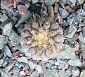 Нажмите на изображение для увеличения.

Название:	Copiapoa haseltoniana gigantea.jpg
Просмотров:	461
Размер:	492.4 Кб
ID:	375225