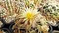 Нажмите на изображение для увеличения.

Название:	Coryphantha bumamma.JPG
Просмотров:	171
Размер:	405.5 Кб
ID:	375229