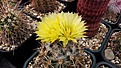 Нажмите на изображение для увеличения.

Название:	Coryphantha echinoidea.JPG
Просмотров:	167
Размер:	442.9 Кб
ID:	375230