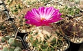 Нажмите на изображение для увеличения.

Название:	Coryphantha elephantidens.JPG
Просмотров:	173
Размер:	396.5 Кб
ID:	375231