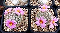 Нажмите на изображение для увеличения.

Название:	Mammillaria insularis.JPG
Просмотров:	157
Размер:	402.0 Кб
ID:	375233