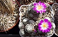 Нажмите на изображение для увеличения.

Название:	Mammillaria luethyi.JPG
Просмотров:	147
Размер:	463.0 Кб
ID:	375234