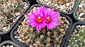 Нажмите на изображение для увеличения.

Название:	Turbinicarpus alonsoi.JPG
Просмотров:	135
Размер:	398.2 Кб
ID:	375237