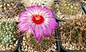 Нажмите на изображение для увеличения.

Название:	Thelocactus bicolor.JPG
Просмотров:	160
Размер:	491.1 Кб
ID:	375238