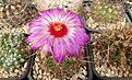 Нажмите на изображение для увеличения.

Название:	Thelocactus bicolor.JPG
Просмотров:	142
Размер:	491.1 Кб
ID:	375238