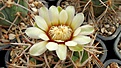 Нажмите на изображение для увеличения.

Название:	Gymnocalycium mostii v. ferocior.JPG
Просмотров:	125
Размер:	464.1 Кб
ID:	375240