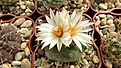 Нажмите на изображение для увеличения.

Название:	Turbinicarpus klinkerianus.JPG
Просмотров:	129
Размер:	437.3 Кб
ID:	375255