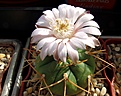 Нажмите на изображение для увеличения.

Название:	Gymnocalycium eurypleurum.JPG
Просмотров:	132
Размер:	483.2 Кб
ID:	375256