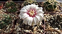 Нажмите на изображение для увеличения.

Название:	Gymnocalycium stellatum.JPG
Просмотров:	136
Размер:	437.6 Кб
ID:	375257