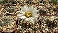 Нажмите на изображение для увеличения.

Название:	Gymnocalycium ragonesei.JPG
Просмотров:	128
Размер:	478.5 Кб
ID:	375258