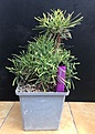 Нажмите на изображение для увеличения.

Название:	Euphorbia Multifolia q.jpg
Просмотров:	237
Размер:	48.9 Кб
ID:	375265