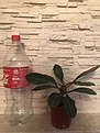 Нажмите на изображение для увеличения.

Название:	2.jpg
Просмотров:	246
Размер:	38.5 Кб
ID:	375289